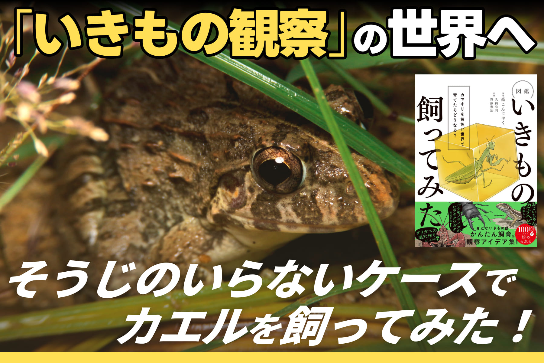 「いきもの観察」の世界へ！そうじのいらないケースでカエルを飼ってみた！のサムネイル