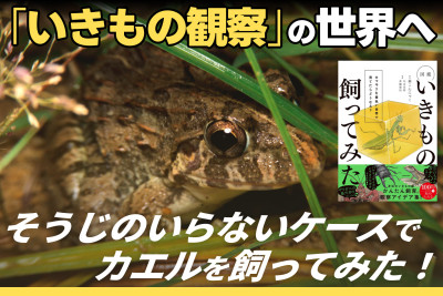 「いきもの観察」の世界へ！そうじのいらないケースでカエルを飼ってみた！のサムネイル