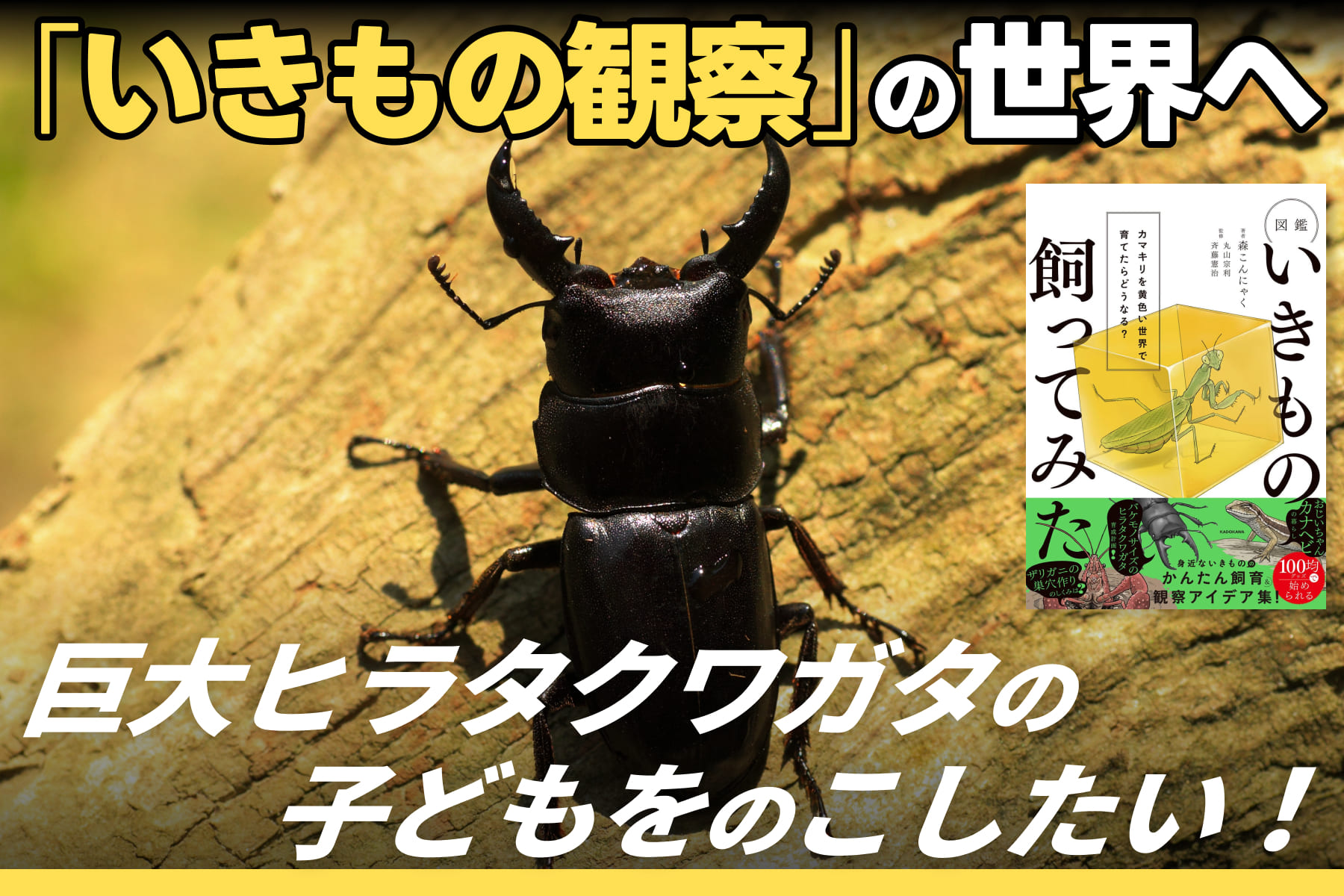 「いきもの観察」の世界へ！巨大ヒラタクワガタの子どもをのこしたい！のサムネイル